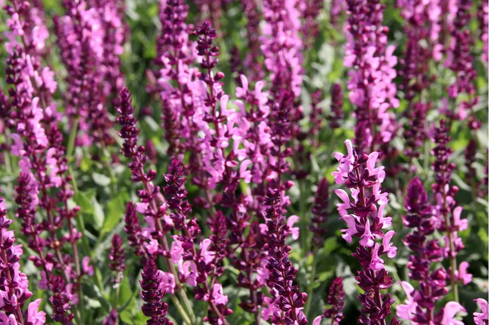 Staudesalvie 'Sensation Rose'